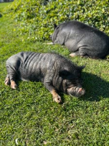 Pot-bellied pigs soaking up the rays